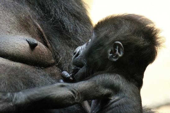 Flachlandgorilla Zoo Frankfurt am Main 2012