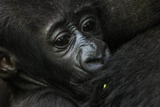 Flachlandgorilla Zoo Frankfurt am Main 2012