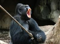 Flachlandgorilla