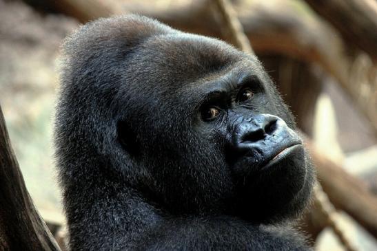 Flachlandgorilla Zoo Frankfurt am Main 2013