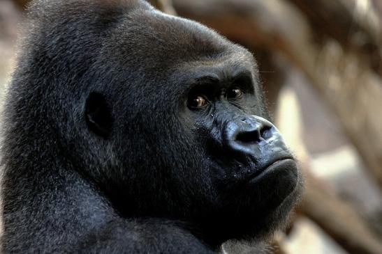 Flachlandgorilla Zoo Frankfurt am Main 2013