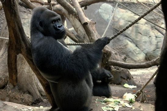 Flachlandgorilla Zoo Frankfurt am Main 2013