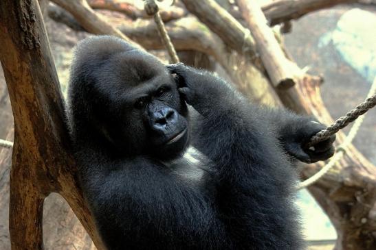 Flachlandgorilla Zoo Frankfurt am Main 2013