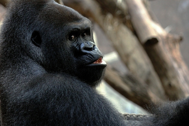 Flachlandgorilla Zoo Frankfurt am Main 2013