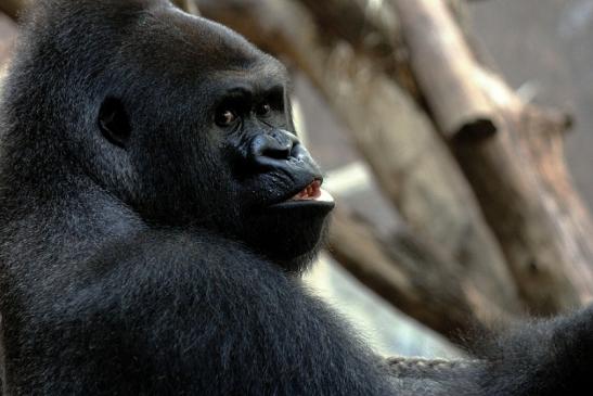 Flachlandgorilla Zoo Frankfurt am Main 2013