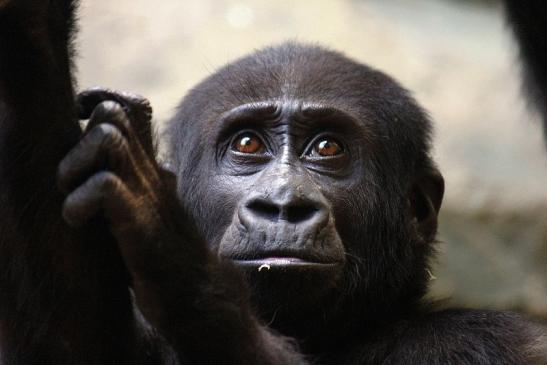 Flachlandgorilla Zoo Frankfurt am Main 2014