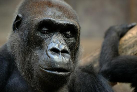 Flachlandgorilla Zoo Frankfurt am Main 2014