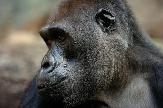 Flachlandgorilla Zoo Frankfurt am Main 2014