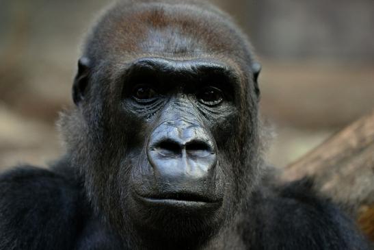 Flachlandgorilla Zoo Frankfurt am Main 2014