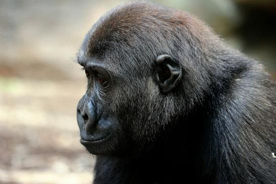 Flachlandgorilla Zoo Frankfurt am Main 2014