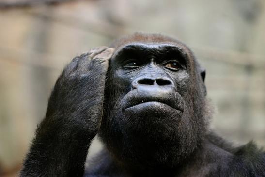 Flachlandgorilla Zoo Frankfurt am Main 2014