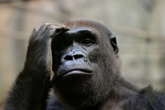 Flachlandgorilla Zoo Frankfurt am Main 2014