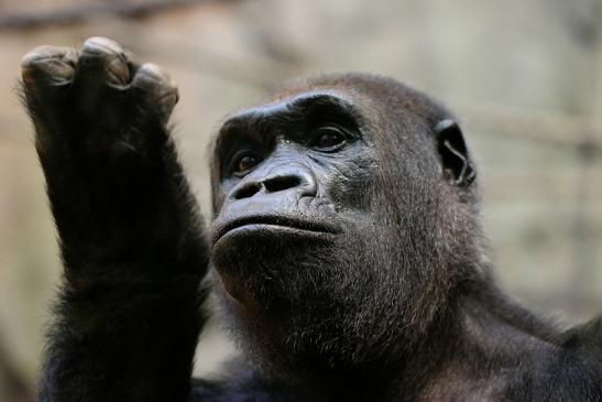 Flachlandgorilla Zoo Frankfurt am Main 2014