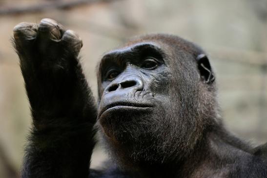 Flachlandgorilla Zoo Frankfurt am Main 2014