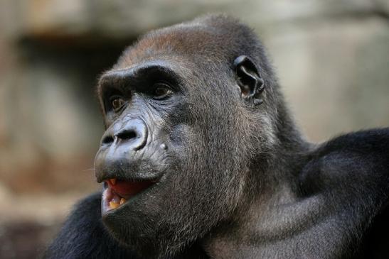 Flachlandgorilla Zoo Frankfurt am Main 2014