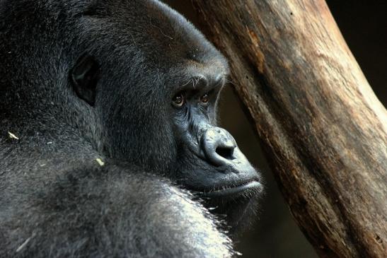 Flachlandgorilla Zoo Frankfurt am Main 2014