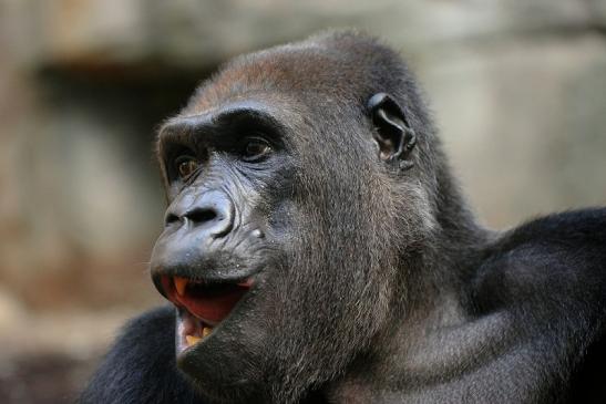 Flachlandgorilla Zoo Frankfurt am Main 2014