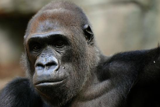 Flachlandgorilla Zoo Frankfurt am Main 2014