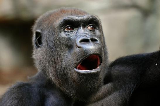 Flachlandgorilla Zoo Frankfurt am Main 2014