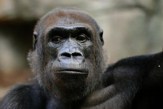 Flachlandgorilla Zoo Frankfurt am Main 2014