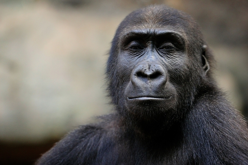 Flachlandgorilla Zoo Frankfurt am Main 2014