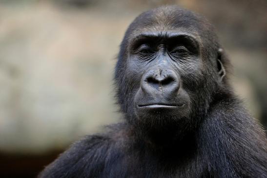 Flachlandgorilla Zoo Frankfurt am Main 2014