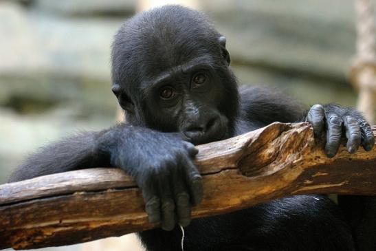 Flachlandgorilla Zoo Frankfurt am Main 2014