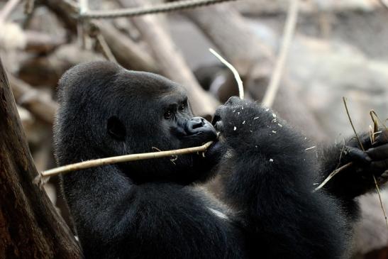 Flachlandgorilla Zoo Frankfurt am Main 2014