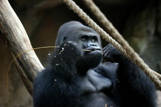 Flachlandgorilla Zoo Frankfurt am Main 2014