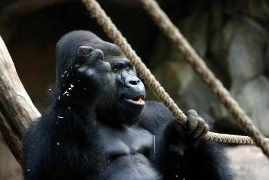 Flachlandgorilla Zoo Frankfurt am Main 2014