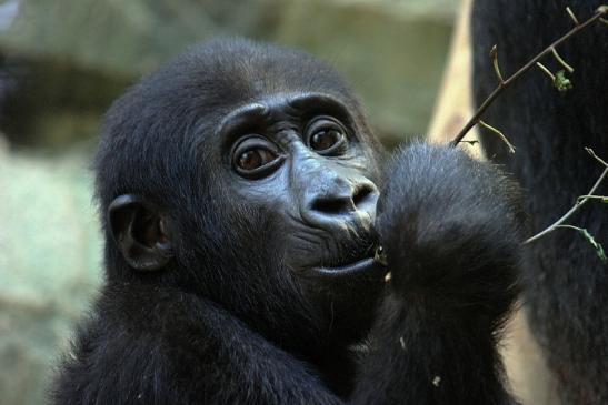 Flachlandgorilla Zoo Frankfurt am Main 2014