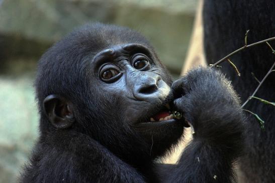 Flachlandgorilla Zoo Frankfurt am Main 2014