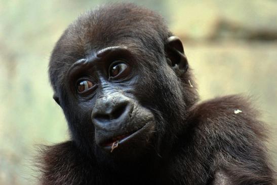 Flachlandgorilla Zoo Frankfurt am Main 2014