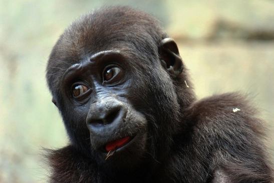 Flachlandgorilla Zoo Frankfurt am Main 2014