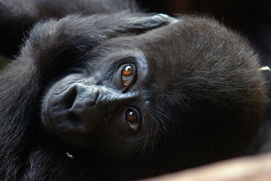 Flachlandgorilla Zoo Frankfurt am Main 2014