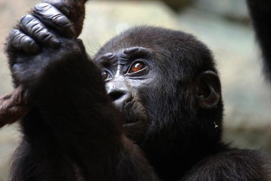 Flachlandgorilla Zoo Frankfurt am Main 2014