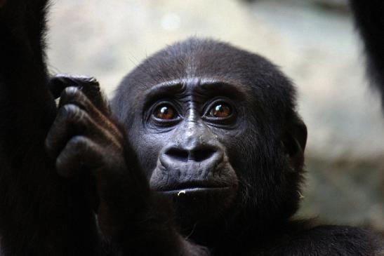 Flachlandgorilla Zoo Frankfurt am Main 2014