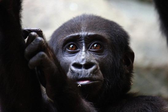 Flachlandgorilla Zoo Frankfurt am Main 2014