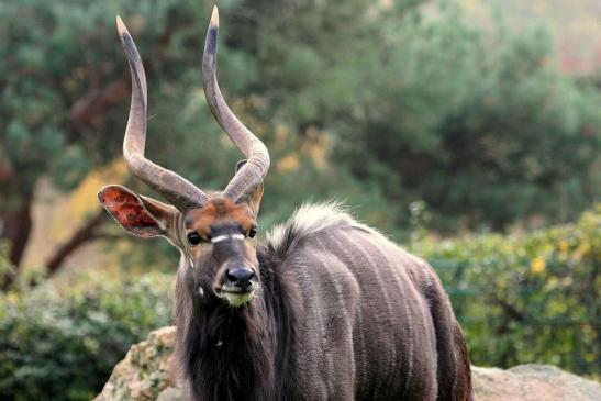 Flachland-Nyala Bock Opel Zoo Kronberg 2014