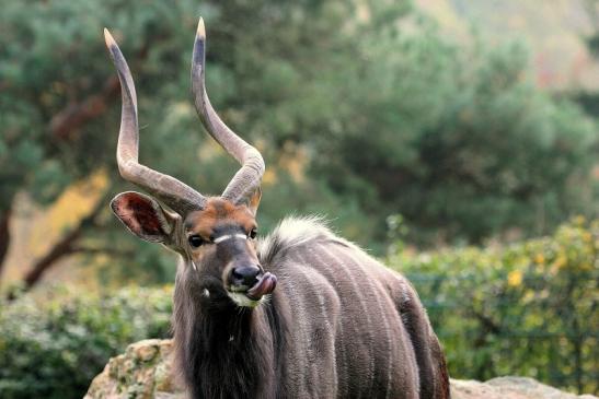 Flachland-Nyala Bock Opel Zoo Kronberg 2014