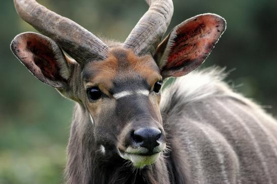 Flachland-Nyala Bock Opel Zoo Kronberg 2014