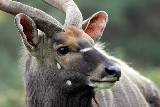 Flachland-Nyala Bock Opel Zoo Kronberg 2014