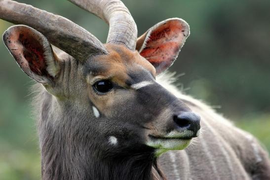 Flachland-Nyala Bock Opel Zoo Kronberg 2014