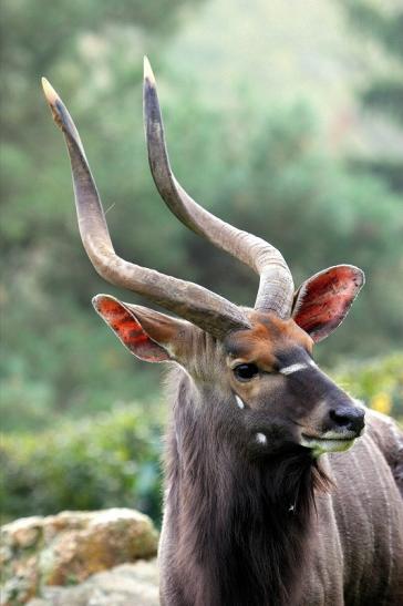 Flachland-Nyala Bock Opel Zoo Kronberg 2014