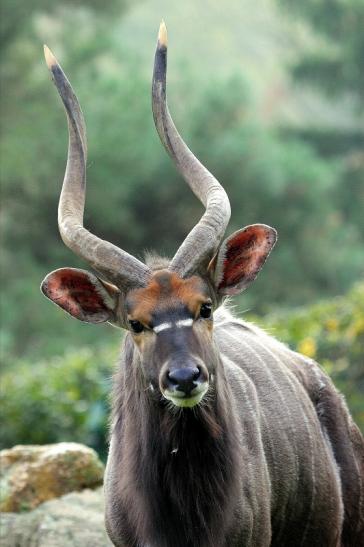 Flachland-Nyala Bock Opel Zoo Kronberg 2014