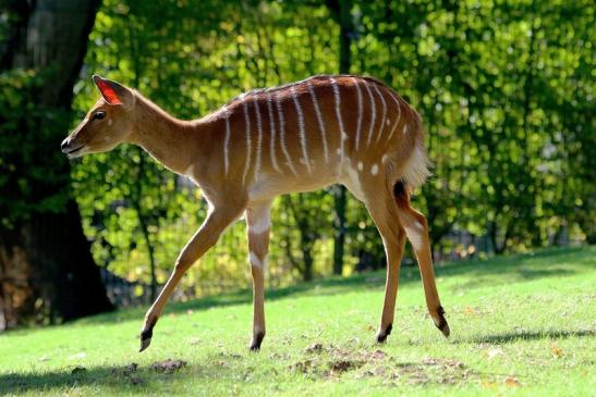 Flachland-Nyala Opel Zoo Kronberg 2015