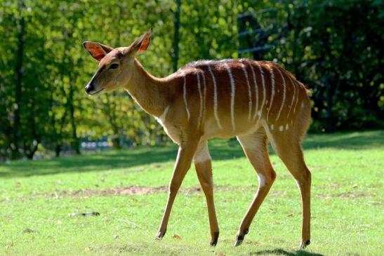 Flachland-Nyala Opel Zoo Kronberg 2015