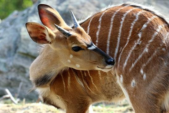 Flachland-Nyala Junger Bock Opel Zoo Kronberg 2018