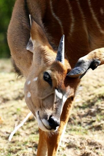 Flachland-Nyala Junger Bock Opel Zoo Kronberg 2018