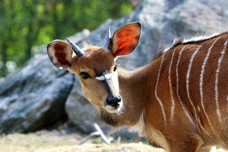 Flachland-Nyala Junger Bock Opel Zoo Kronberg 2018